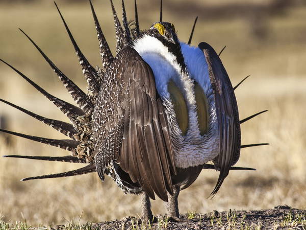 Biden administration tightens sage grouse protections ahead of second Trump term