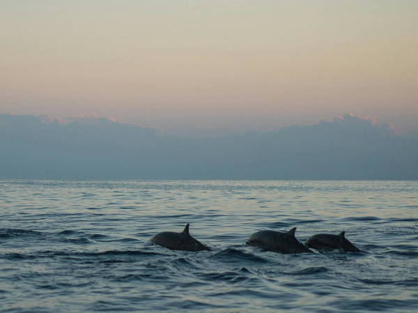 Feds investigating after a dolphin's butchered remains were found on a New Jersey beach