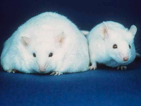 Scientists Use Ancient Gene to Create Living Mouse