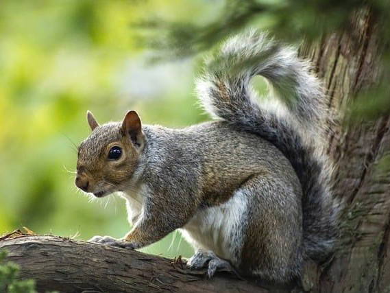 Social media star squirrel euthanized after being taken from home tests negative for rabies