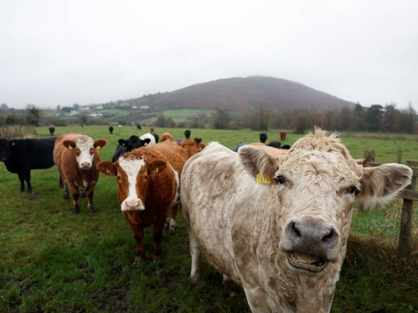 Feeding grazing cows seaweed could cut their methane emissions by nearly 40 percent: Study