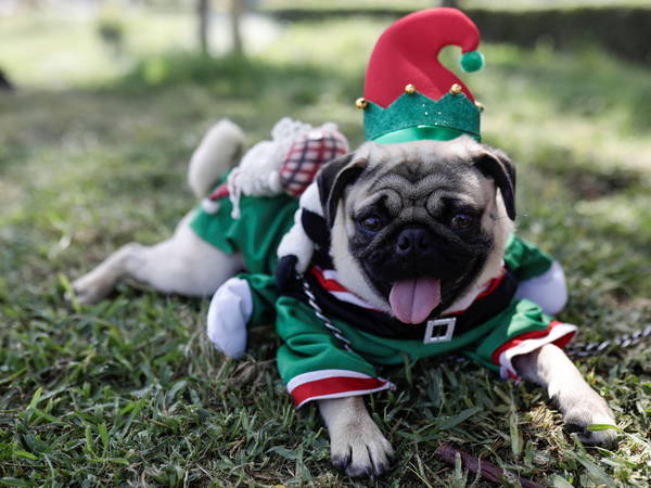 Pooches in pullovers strut their stuff at London’s canine Christmas sweater parade