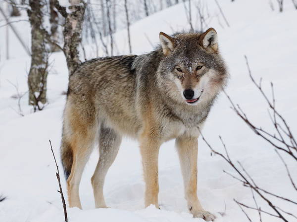 Wolves in EU lose safeguards, allowing culls as numbers soar