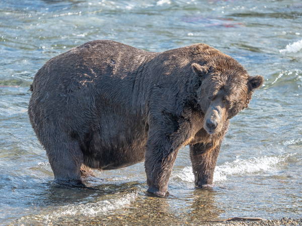 Grazer beats the behemoth that killed her cub to win Alaska’s Fat Bear Contest