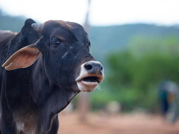 Giant wild cattle extinct for 400 years to be reintroduced to Scotland