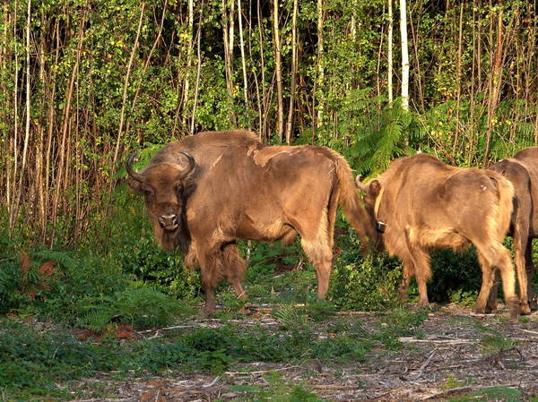 Rangers 'astonished' at discovery of two bison calves