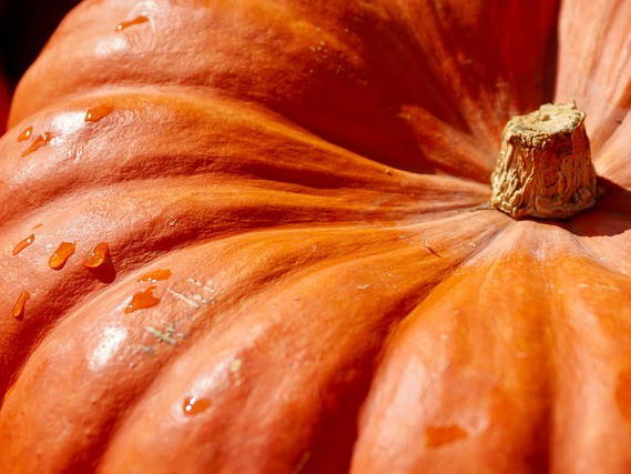 Giant pumpkin growers of B.C. compete at Langley farm