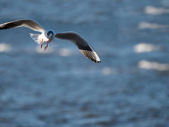 State and federal officials announce expansion of California’s Salton Sea conservation project