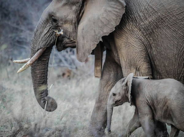 Kenya relocates 50 elephants to a larger park. A sign poaching is under control, officials say