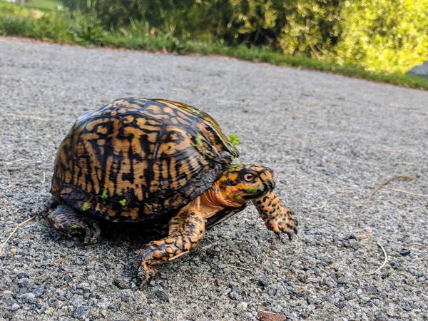 Woman pleads guilty to trying to smuggle 29 turtles across a Vermont lake into Canada by kayak