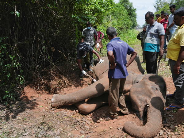 Train hits and kills 2 wild elephants in Sri Lanka as 2 of its fuel-carrying tankers derail