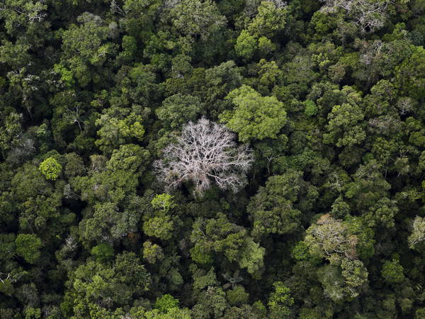 More than 1 in 3 tree species are at risk of going extinct, new analysis shows