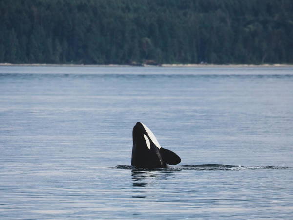 Lack of salmon may not be the problem after all for endangered orcas, report suggests