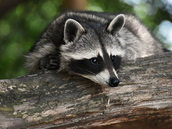 Washington state woman calls 911 after being hounded by up to 100 raccoons