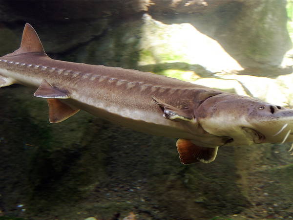 Environmentalists sue New York, New Jersey and Delaware over endangered sturgeon