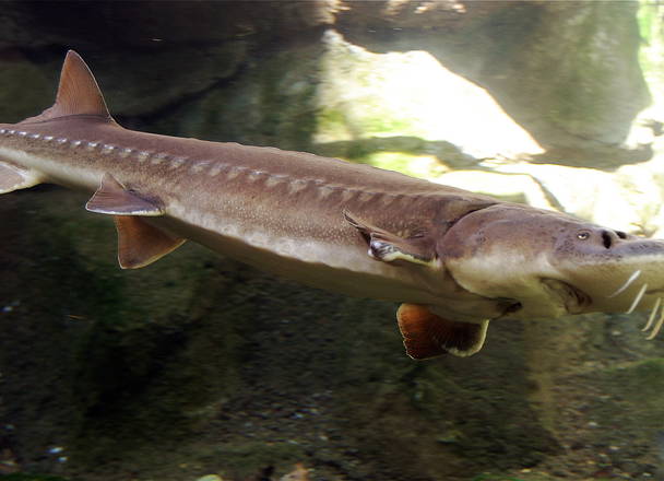 Environmentalists sue New York, New Jersey and Delaware over endangered sturgeon