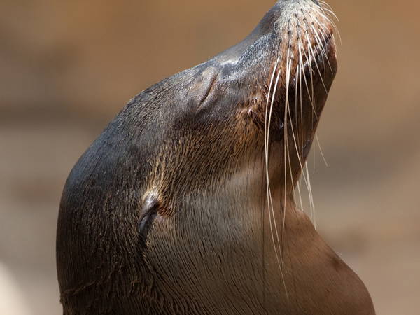 Sea lion with netting embedded in his neck, sealing mouth shut, rescued in B.C.