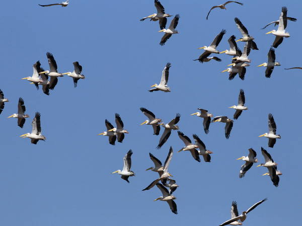 Grassland destruction on Canadian Prairies harming bird populations: report