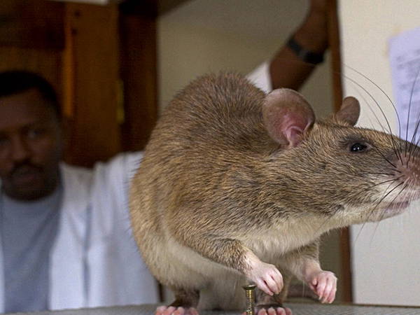 African giant rats trained to sniff out illegal wildlife products