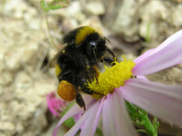 Stressed bees make pessimistic choices and may experience emotion-like states, new research suggests