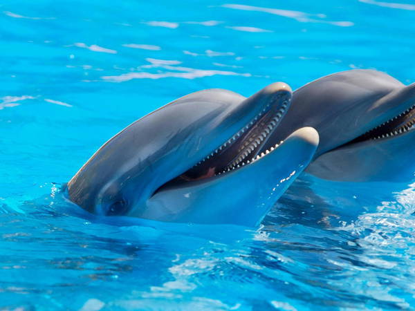 Dolphins ‘smile’ at each other when they play and to avoid misunderstanding, study finds