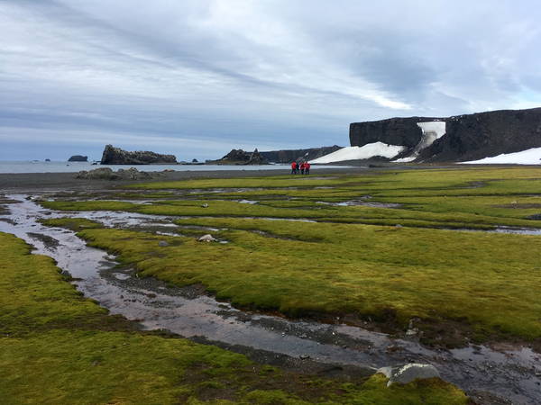 Antarctic 'greening' at dramatic rate, satellite data show