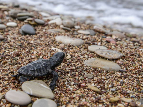 Sharp Increase in the Numbers of Nesting Sea Turtles Rewards a Generation of Hard Work in Greece