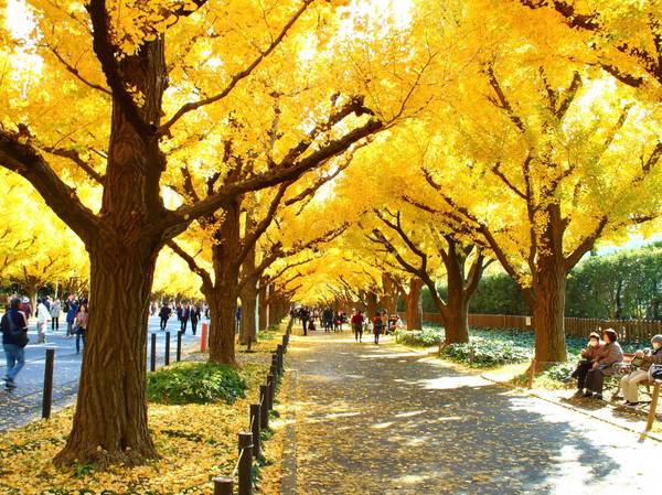 Developers begin cutting trees in a Tokyo park that environmentalists want to protect