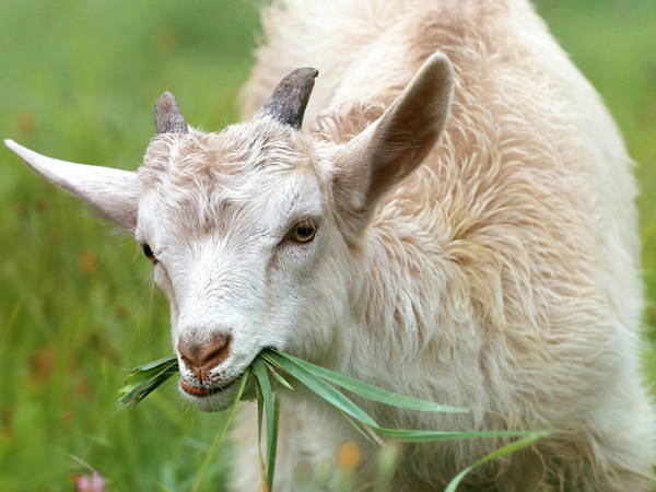 Goats hired to chow down on invasive plants at Victoria airport